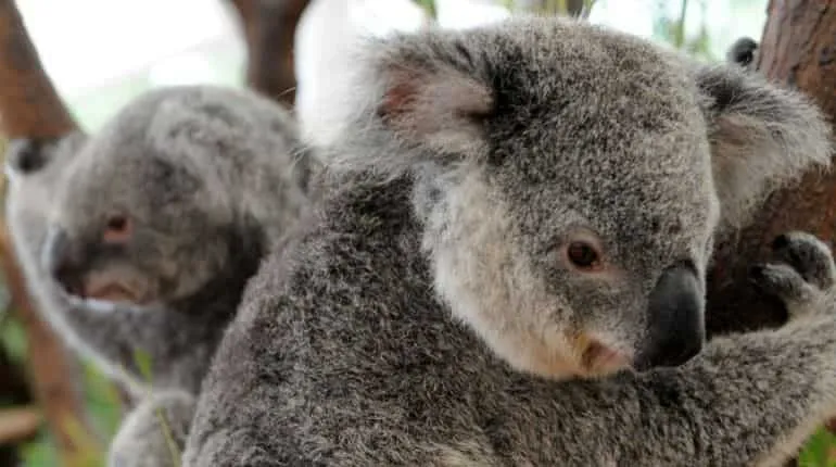 Two of 72 koalas which were displaced from their habitat by the flood waters recover in an emergency shelter at the Lone Pine Koala Sanctuary in Brisbane on January 15, 2011